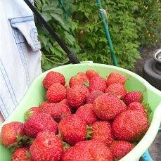 КЛУБНИЧКА СОЗРЕЛА.