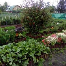 МЕЖДУ ГРЯДКАМИ ЗАСЕЯЛА КЛЕВЕРОМ БЕЛЫМ. ВЕСНОЙ ВЗОЙДЕТ.