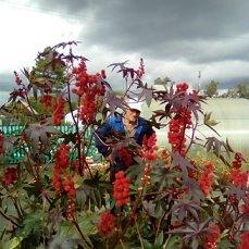 ЭТО КЛЕЩЕВИНА ТАКАЯ ВЫМАХАЛА.