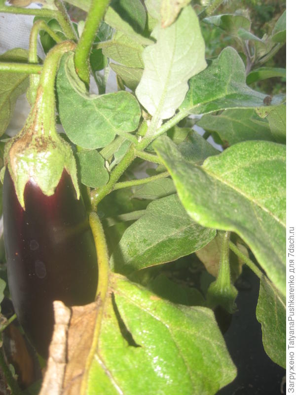 Баклажаны на высоких грядках и под укрытием