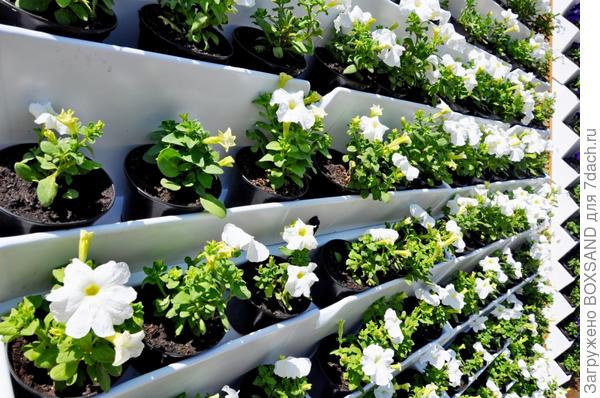 Фитоклумба