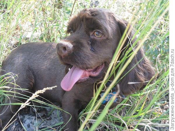 и полностью стригли в жару