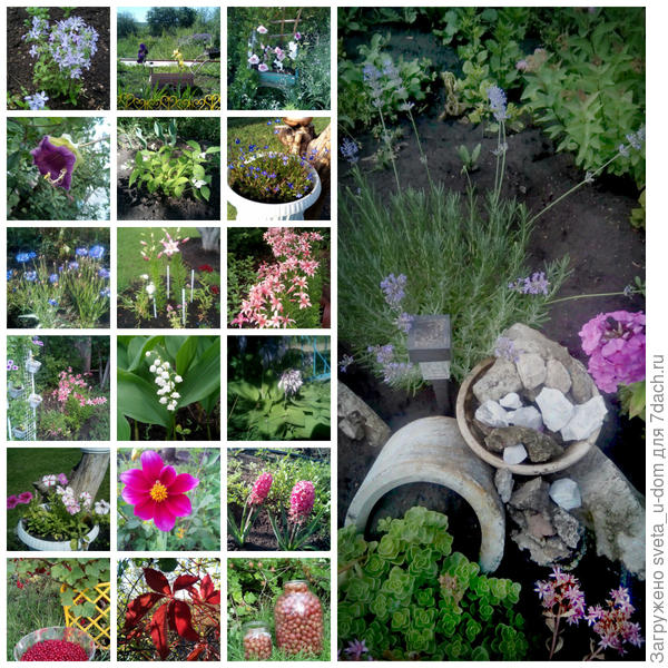 Вот мои успехи, начинающего садавода)