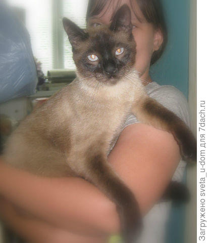 Тимон здесь уже взрослый. Благородный взгляд. Очень любил купаться и не боялся собак, от чего и погиб( хороший был у мамы кот. Я его привезла с улицы совсем маленьким, мама его вылечила и вырастила. Так же любил разговаривать и всегда ждал у окан и видя что хозяйка заходит, спрыгивал и бежал к двери встречать!