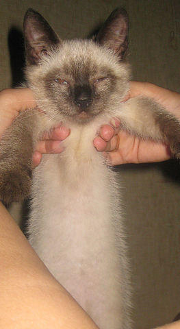 Сонный котёнок Гав