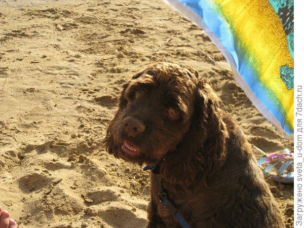 Хозя-я-я-я-яин ну пусти искупаться....