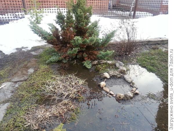 В кружочке из камней, были посажены гиацинты, вот они даже не взошли. Все сгнили.