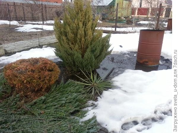 и здесь у бочки для сжигания мусора... особенно плохо маленькому хвойнику(((