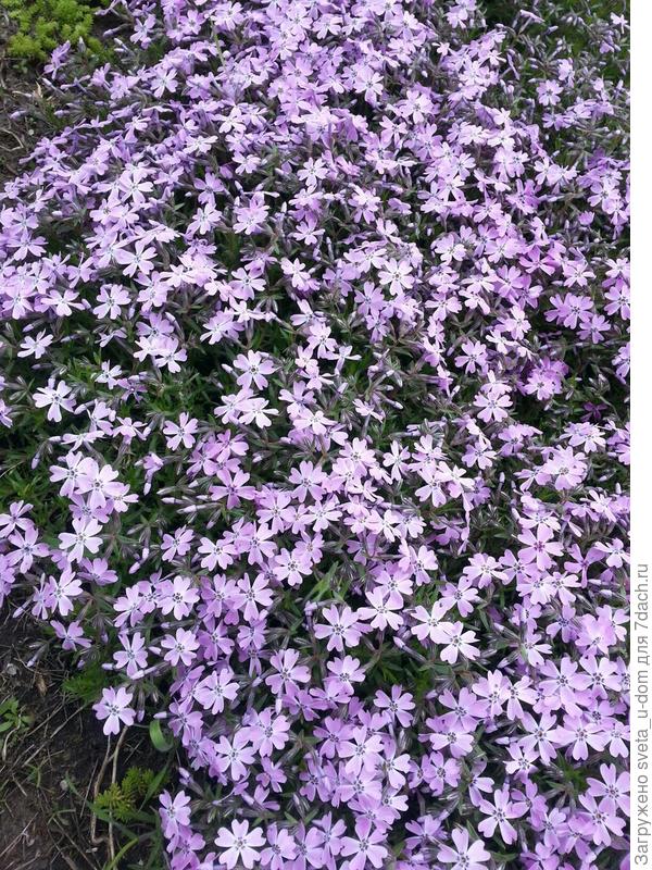 обожаю его цветение, долгое и густое.