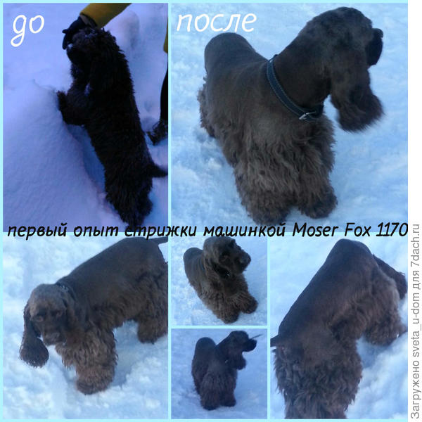 Теперь сама стригу. Вроде не плохо получается)