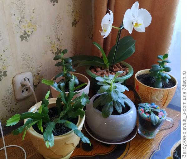 переселенцы)