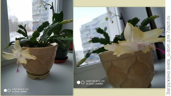 прелестный декабрист