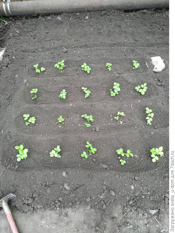 На земле другой сорт, Александрина. А Барон будет сражаться с зимой, на то он и мужчина)))