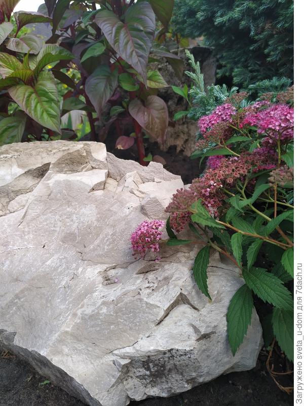 Целозия тоже начала выпускать свои метелки. Пока вижу только темно бордовые и ближе к фиолетовому