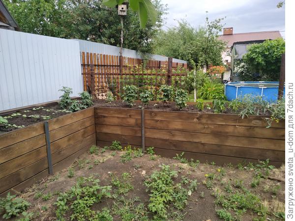 Томаты пигмей, желтая шапочка и ампельная оранжевая гроздь вся в помидорках, что не может не радовать. А дальше посмотрим. Я же экспериментатор)