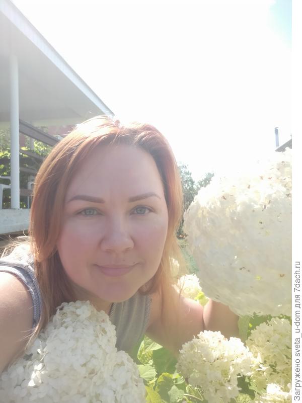 Гортензия нежная моя