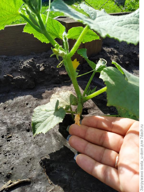 А это он до...