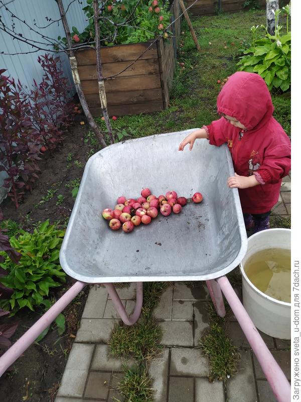 Сбор опавших яблок