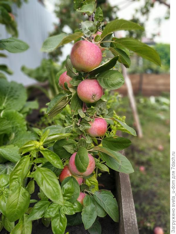 Ветка опустилась к грядке
