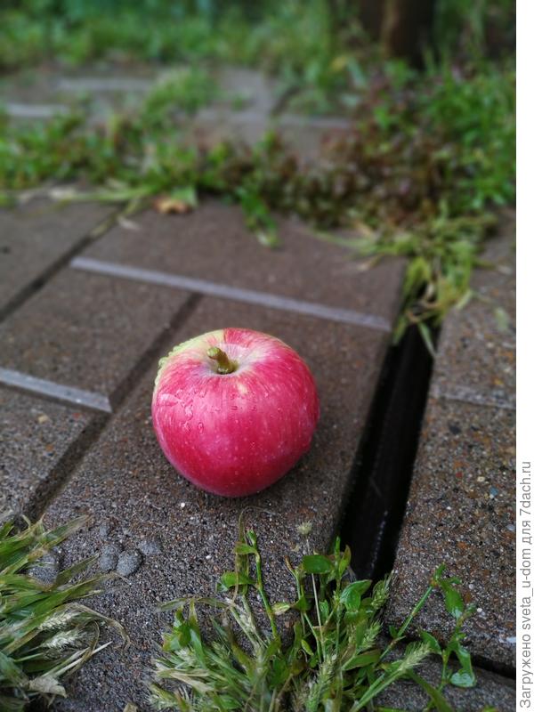 Дождливый август