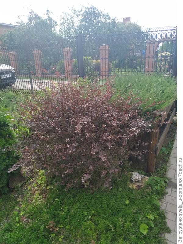 До стрижки