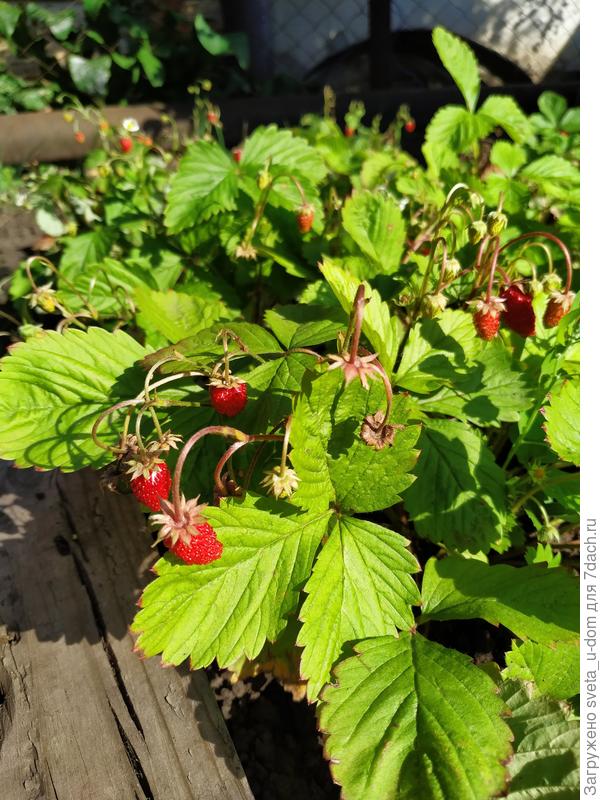 Это Александрина летом и до заморозков.