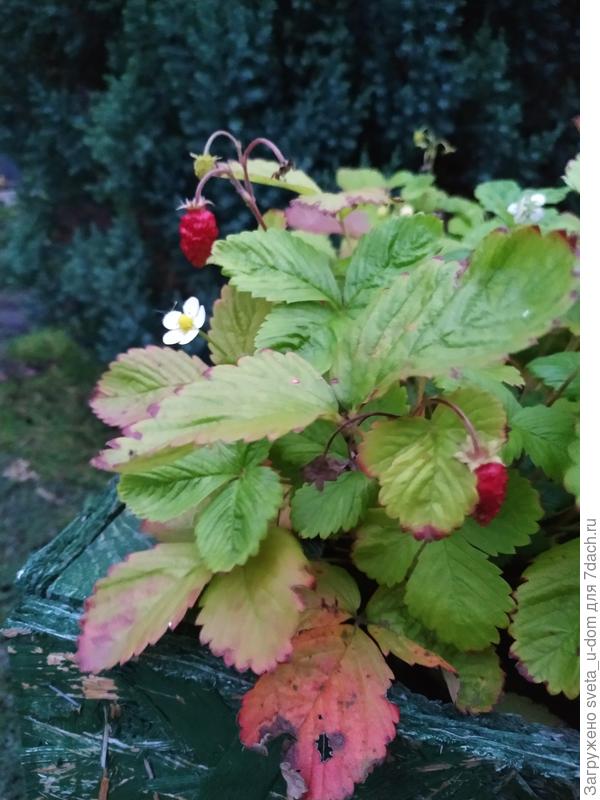 Это барон в октябре и летом конечно был)