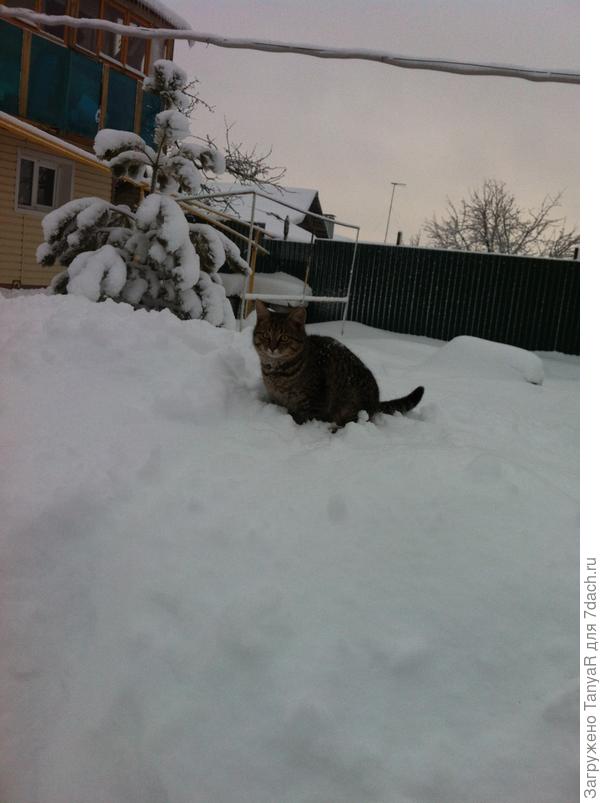 Это наш Барсик таким был.