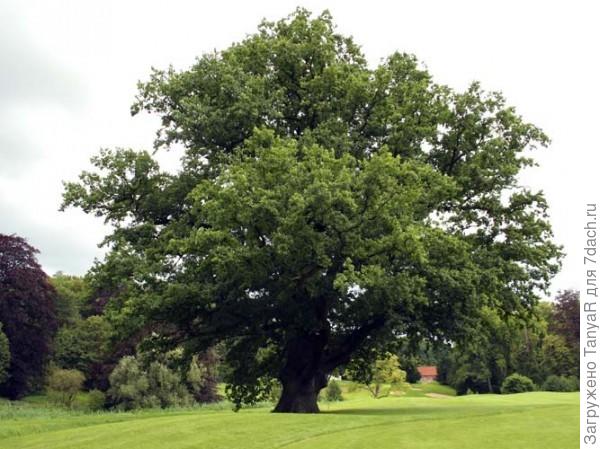 вот такие у нас дубы