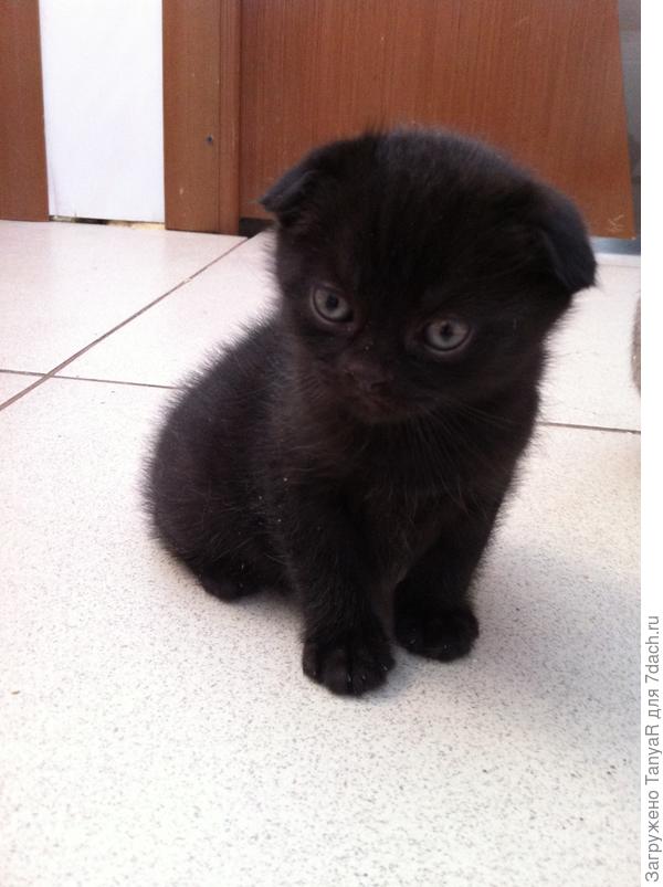 Мяу в детстве