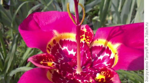 вот такая мне тоже нравится