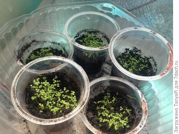 Поливаю в поддон