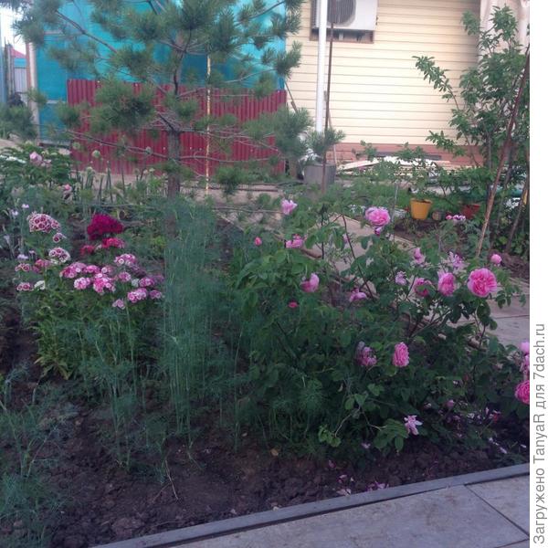 вот здесь видна сосенка, это самая большая