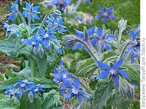 Бораго. фото из интернета