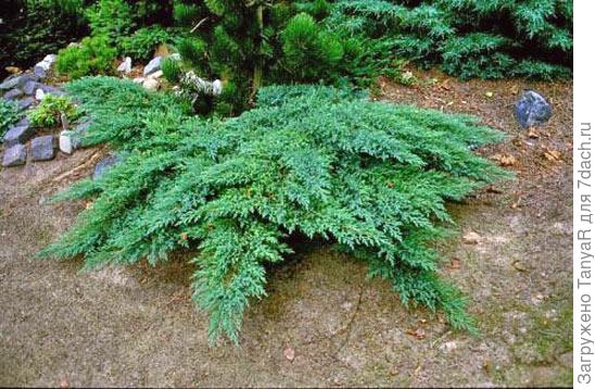 фото из интернета, вот такой