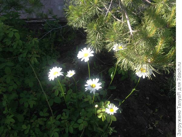 Мои ромашки сегодня утром)