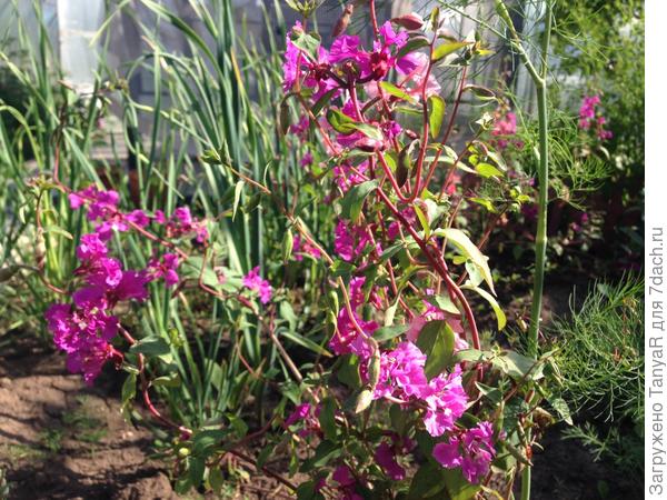 А это кларкия, в первый раз Ее посадила