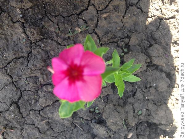 Флокс начинает цвести