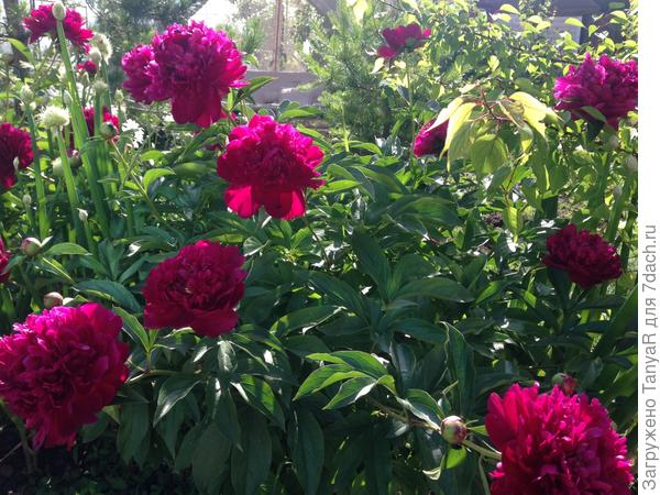 Пионы радуют