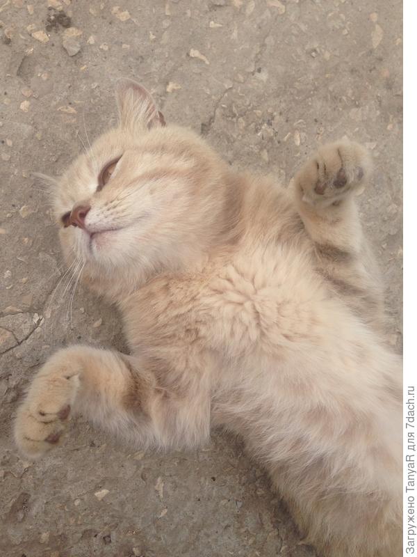 назовите меня прелестью и почешите, где хотите