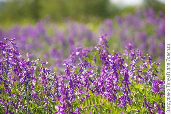 Самарская область