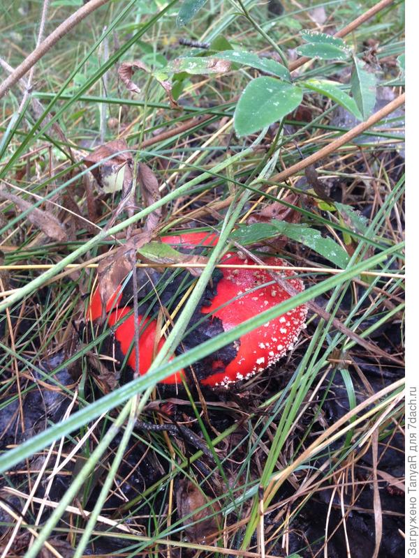 Прячется мухоморчик