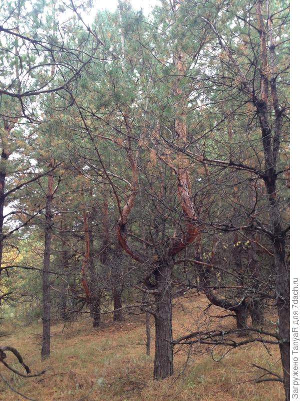 Загадочный