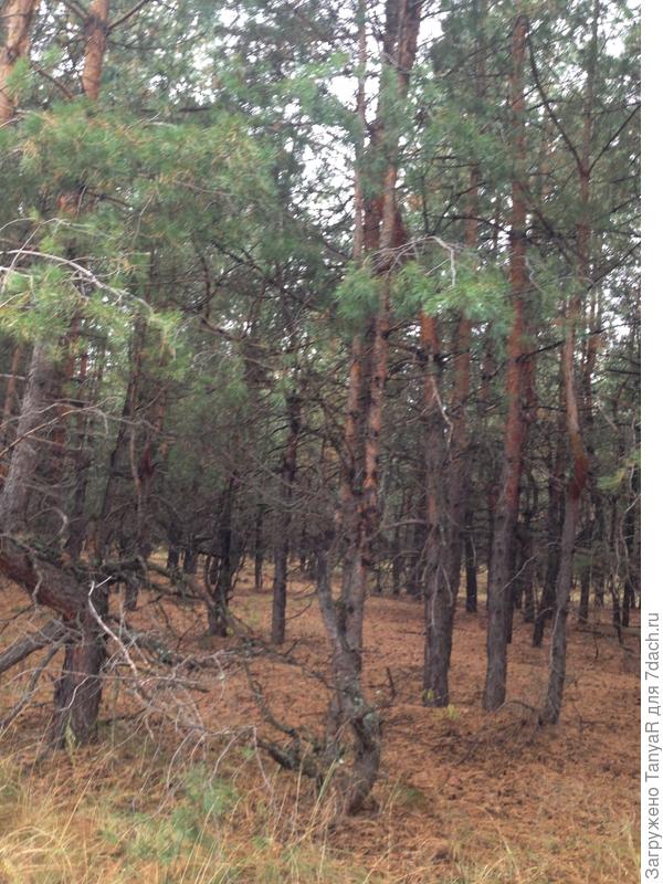 Хвойный душистый