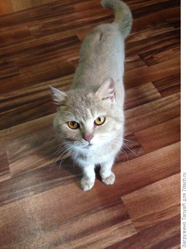 худенький летом был