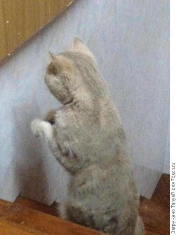 мышка в стене долбит монтажную пену, они прям ринулись в дом, в гараж и баню..Сеня везде не спевает, за день по 3 трофея, то что нам показывает и что не видим, уж не знаю сколько ловит. как говорится...осень)))