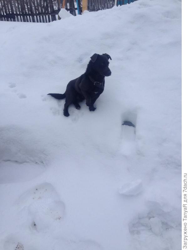 Филя в том году по сугробам скакал