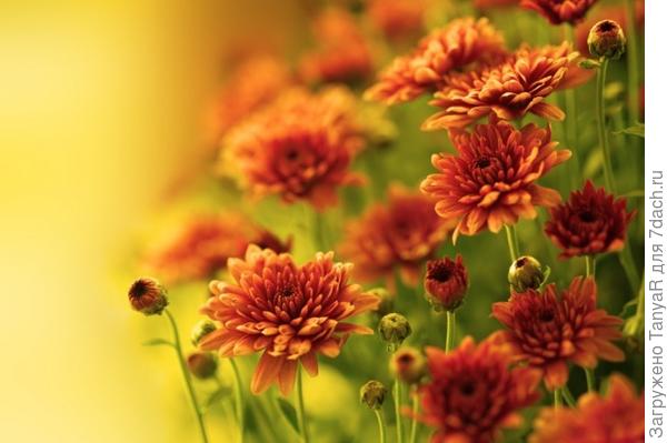 Всем цветов!!!