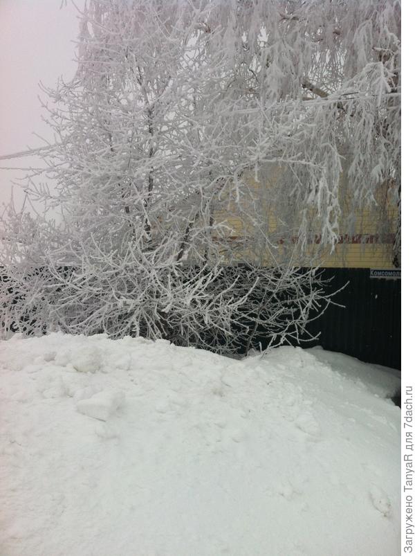 Нашла, часть березы)))