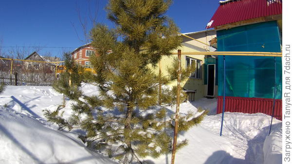 Сосна уже почти и не в снегу...